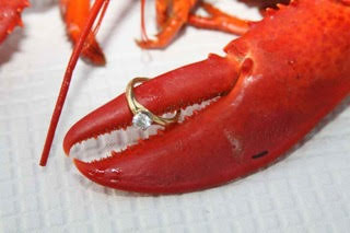 lobster with ring